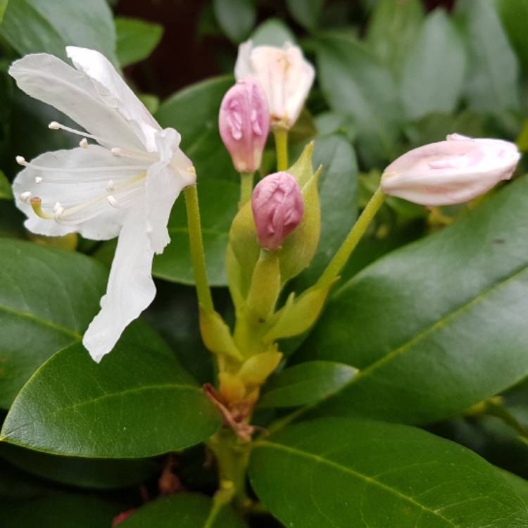 plant image 505512