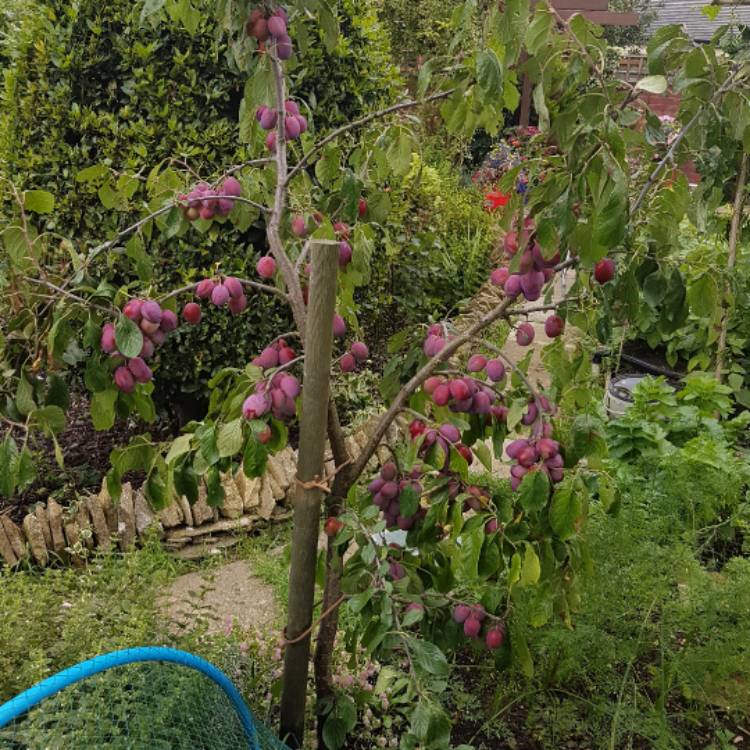 Plant image Prunus domestica 'Victoria'