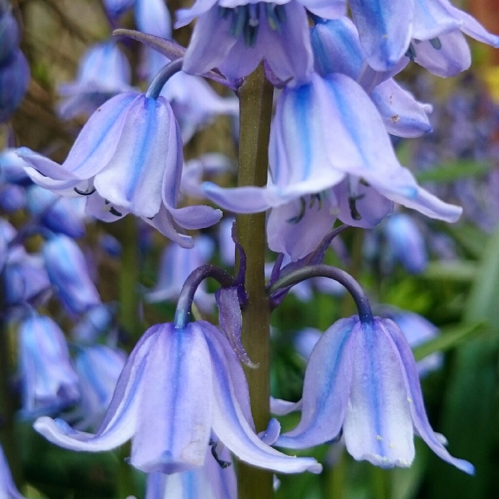 Hyacinthoides hispanica 'Danube'