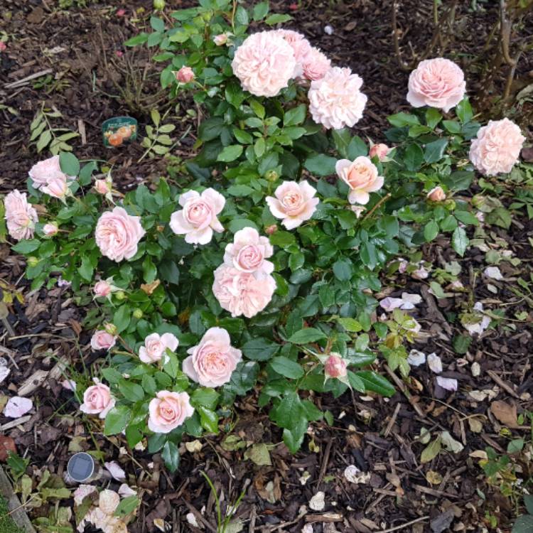 plant image 555099 plant image 555099