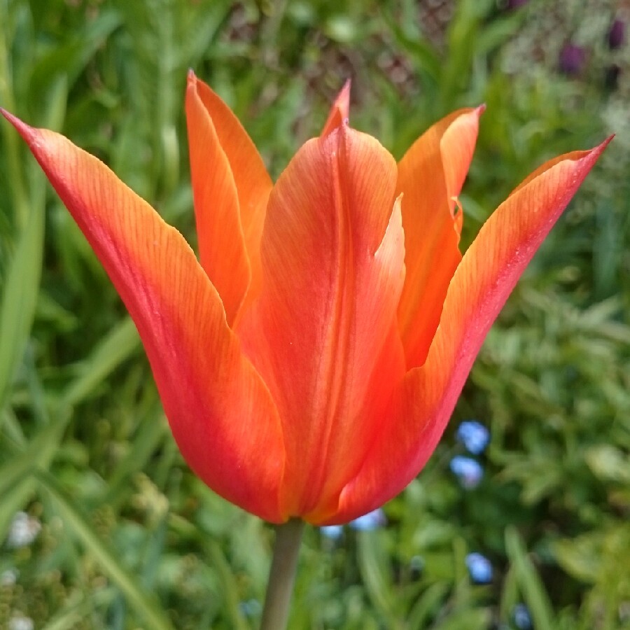 plant image 56753