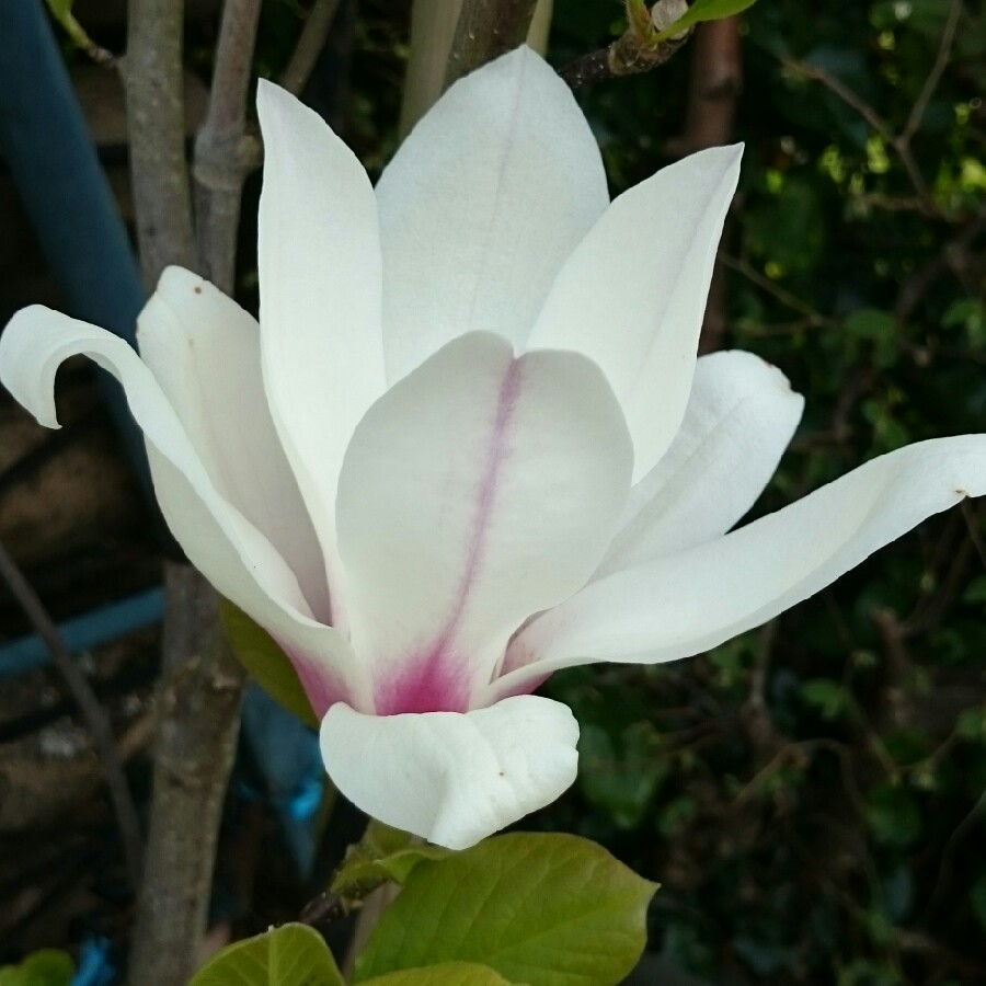 Magnolia x soulangeana 'Red Lucky'