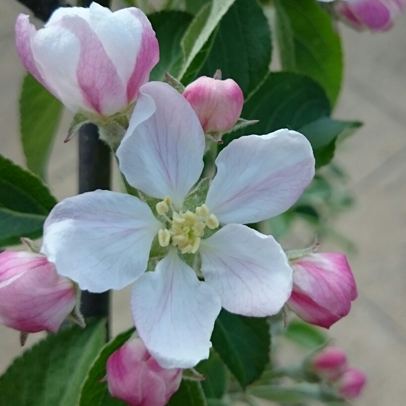 plant image 65529 plant image 65529