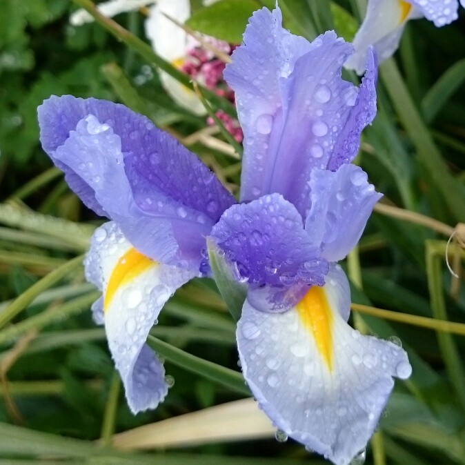 plant image 67572 plant image 67572