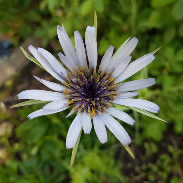 Plant image Tragopogon porrifolius