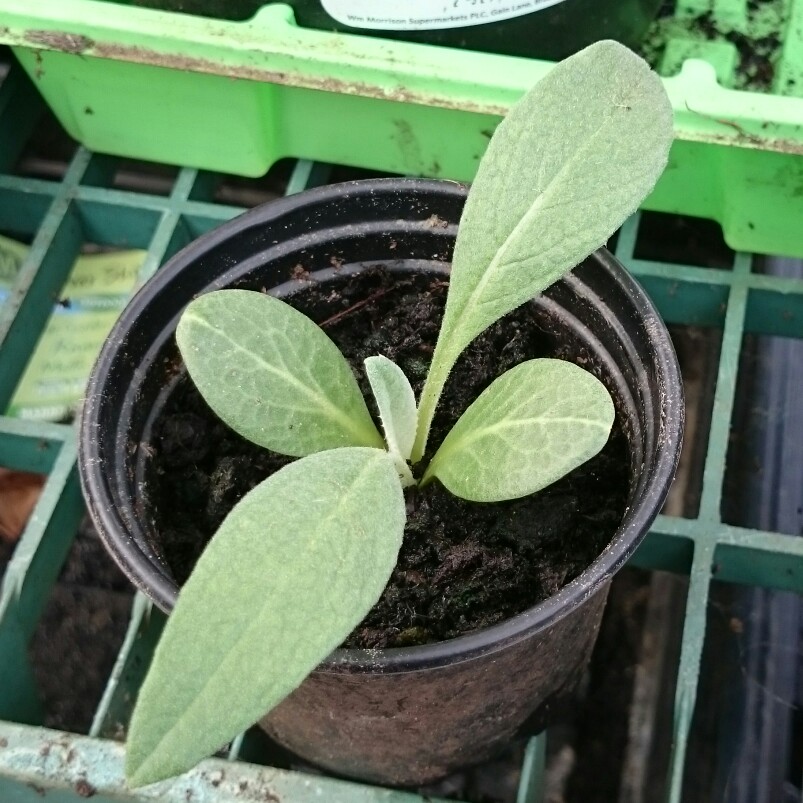 plant image 70913