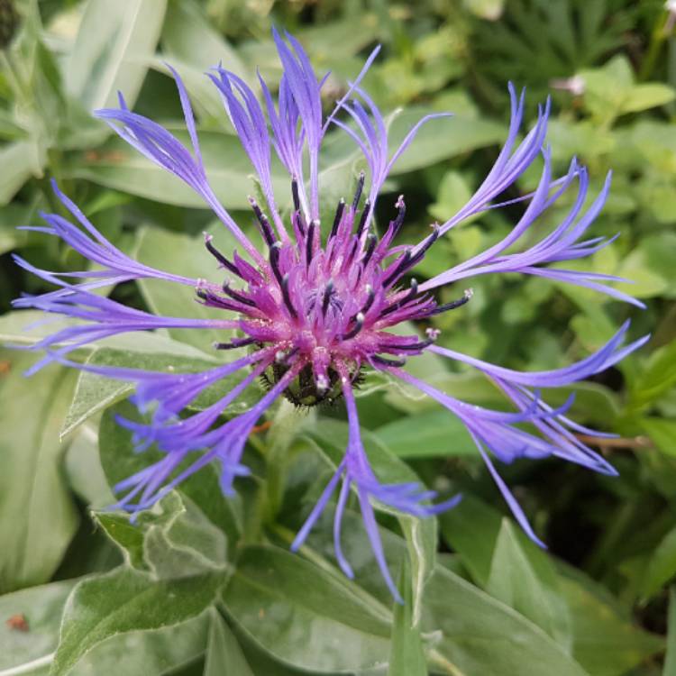 plant image 710465 plant image 710465