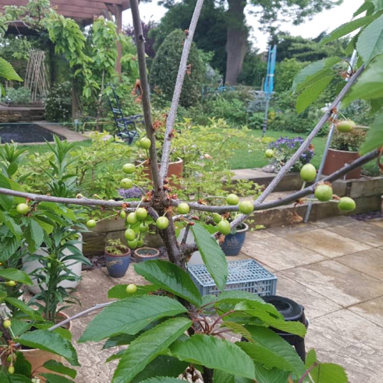 Plant image Prunus Avium 'Garden Bing'