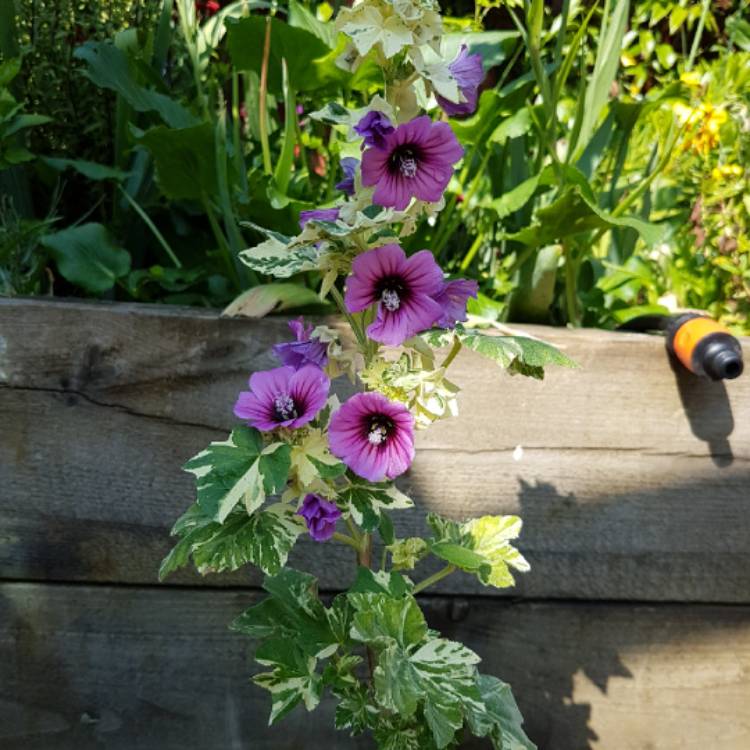 plant image 716872