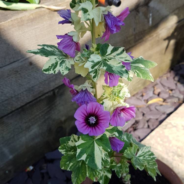plant image 716875