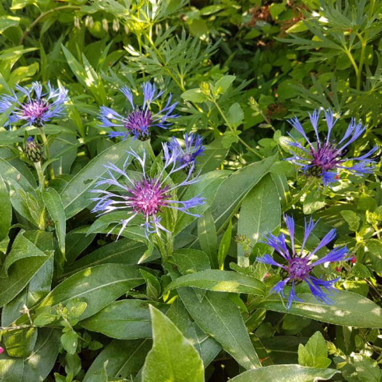 plant image 716884 plant image 716884