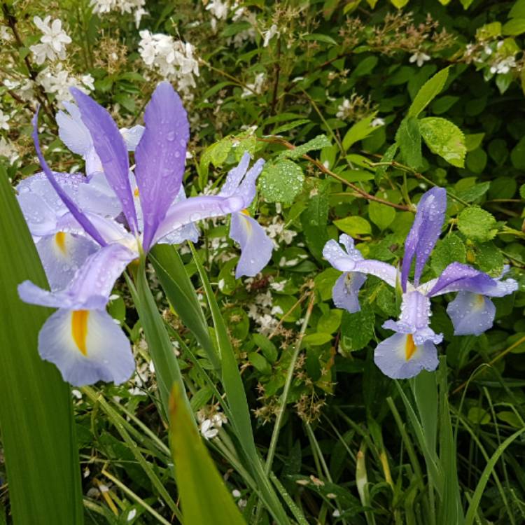 Plant image Iris x hollandica 'Pioneer'