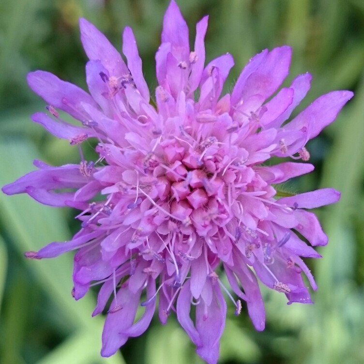 plant image 72835
