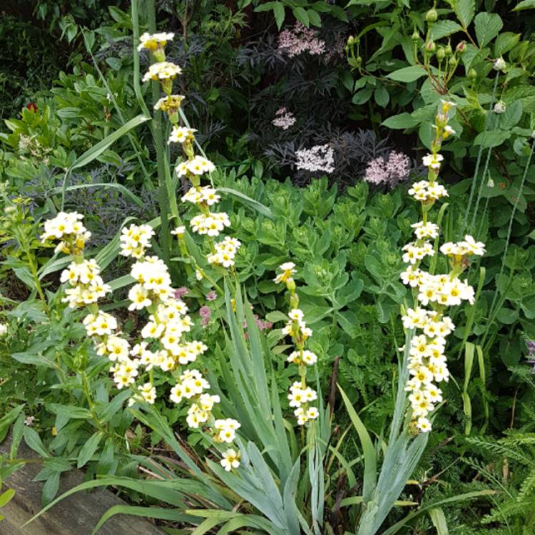 plant image 731825 plant image 731825
