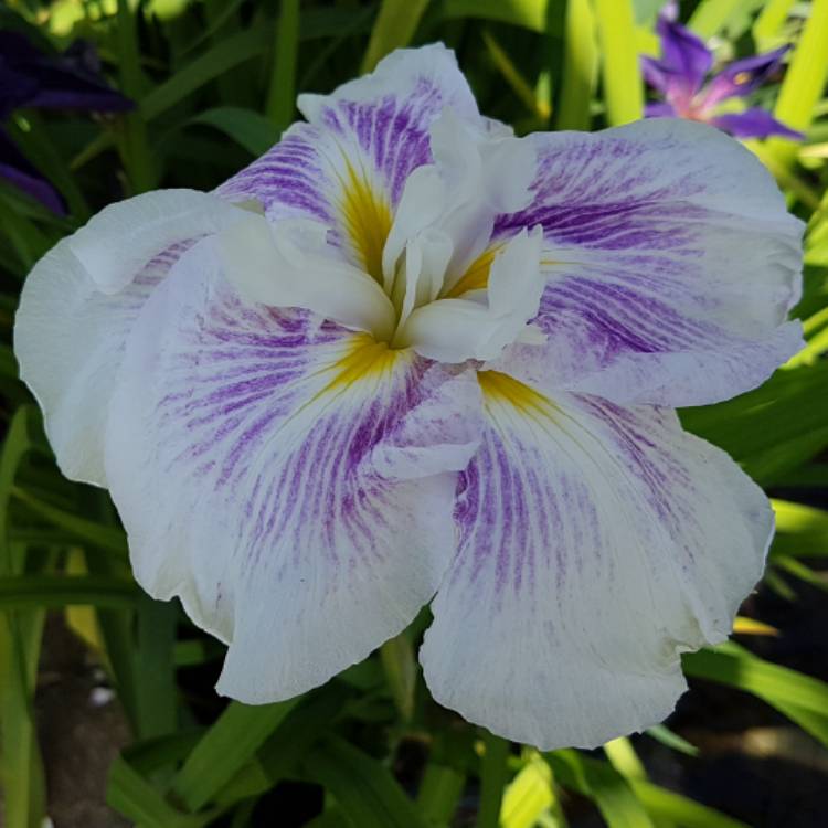 plant image 759251 plant image 759251