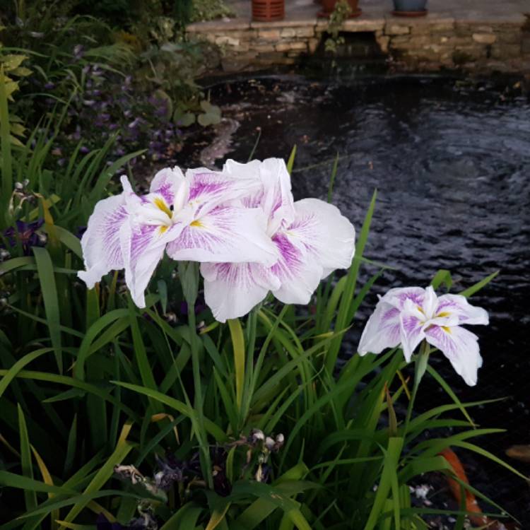 plant image 766620 plant image 766620