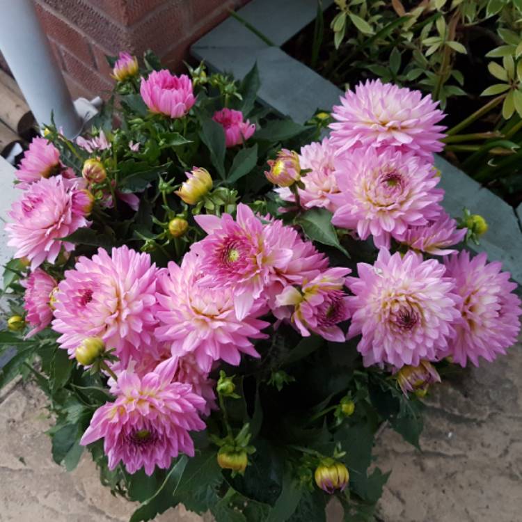 plant image 766657 plant image 766657