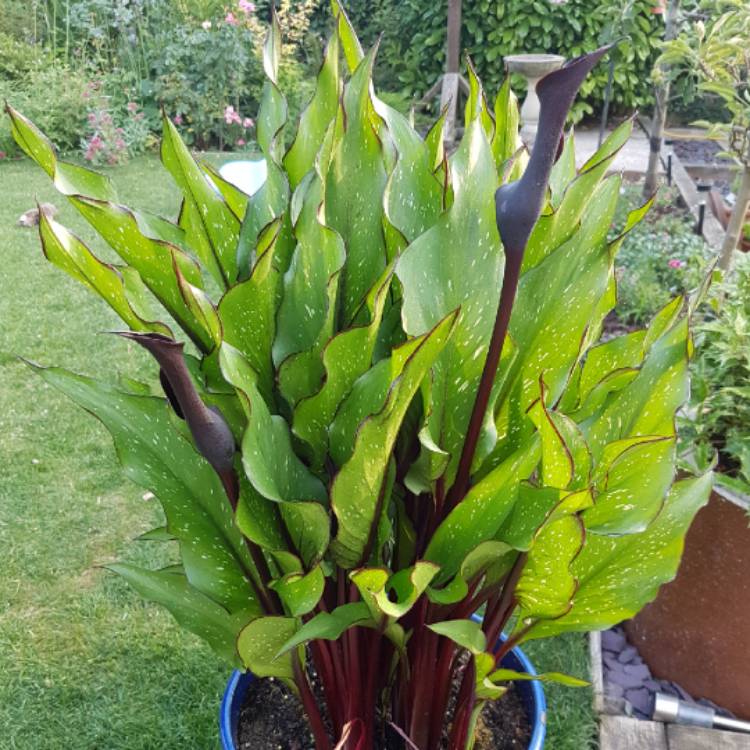 plant image 773346 plant image 773346