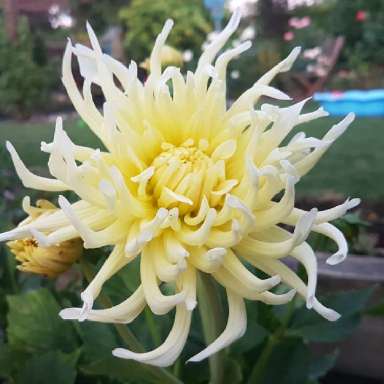 Plant image Dahlia 'My Love'