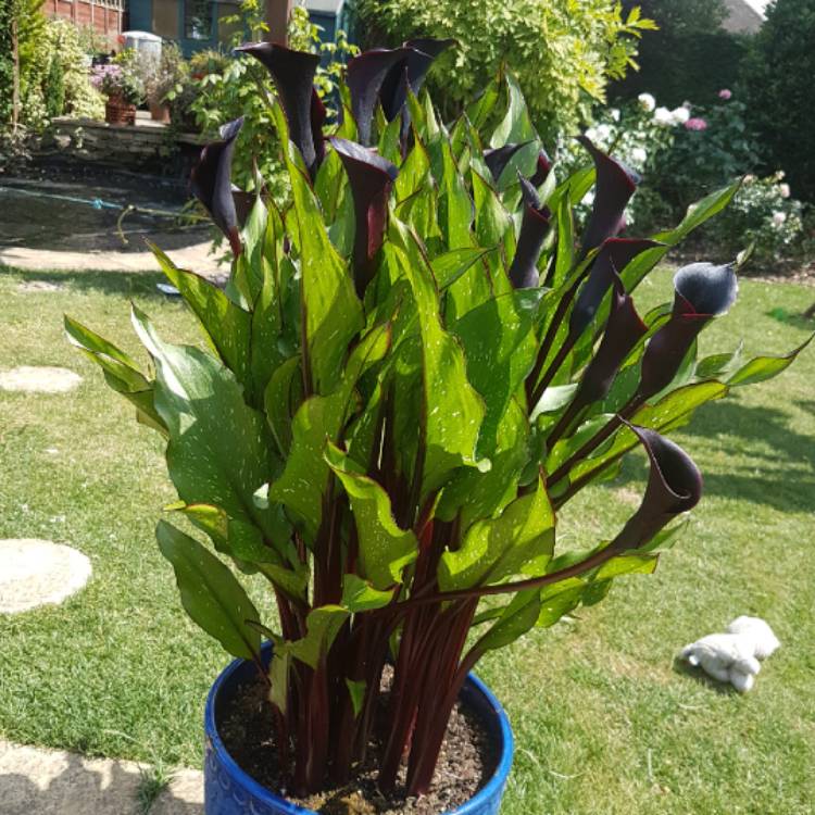 plant image 782667 plant image 782667