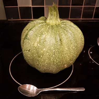 Cucurbita pepo var. cylindrica 'Tricolour'