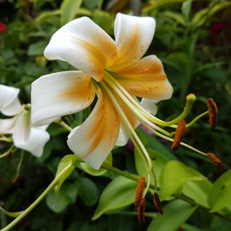 plant image 788587 plant image 788587