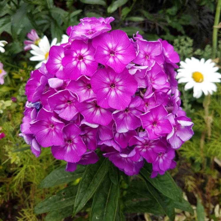 plant image 788606 plant image 788606