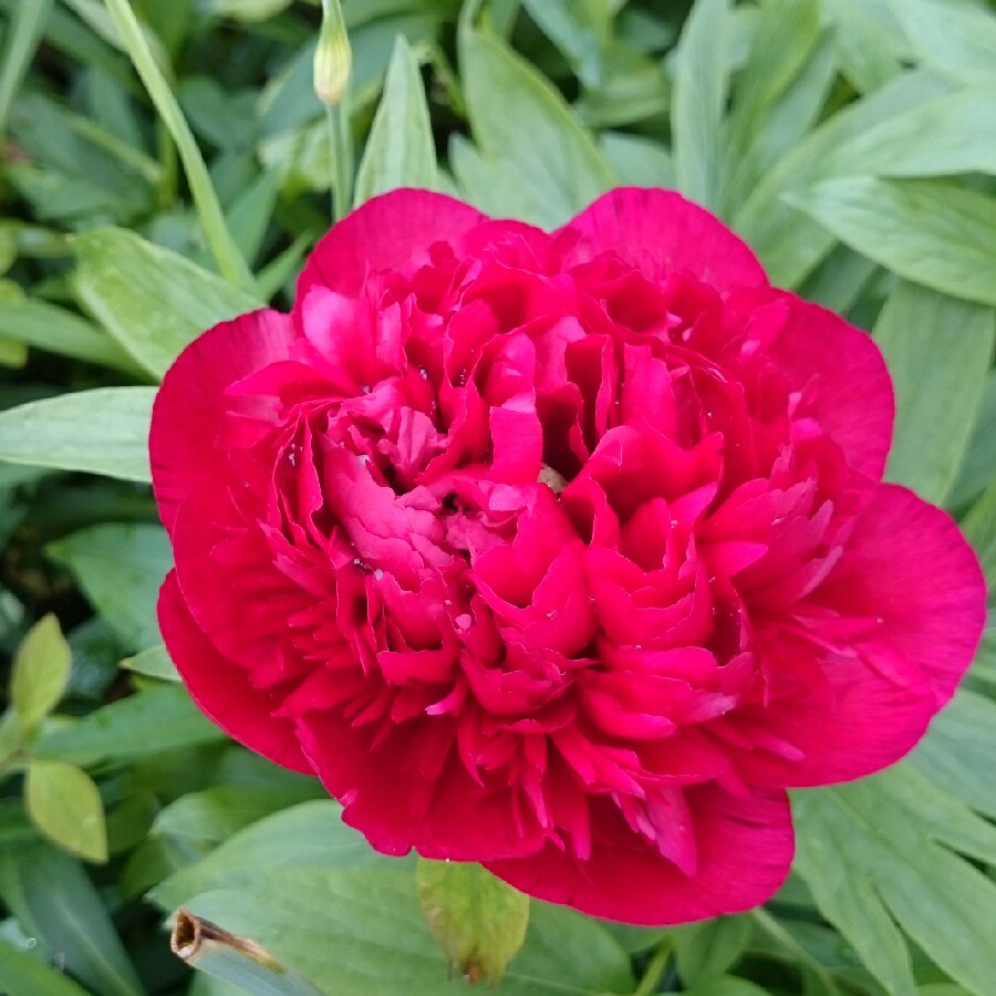 plant image 84190 plant image 84190