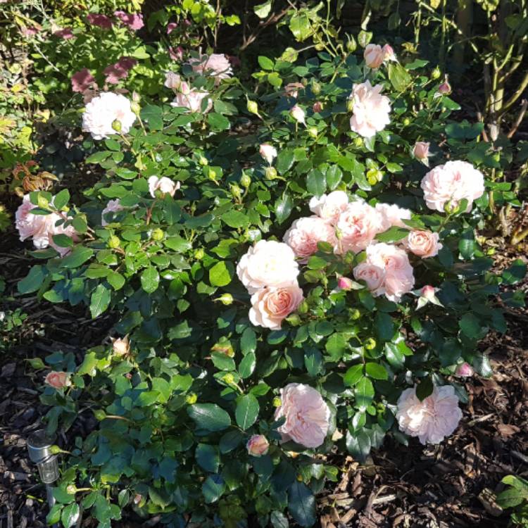 plant image 859662 plant image 859662