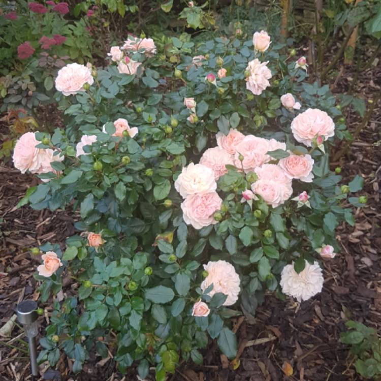 plant image 861090 plant image 861090