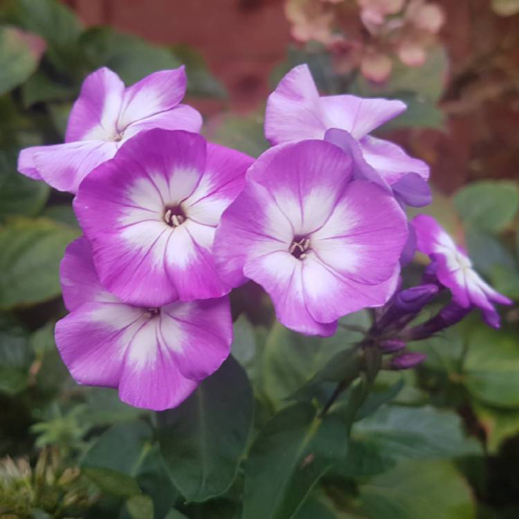plant image 861094 plant image 861094