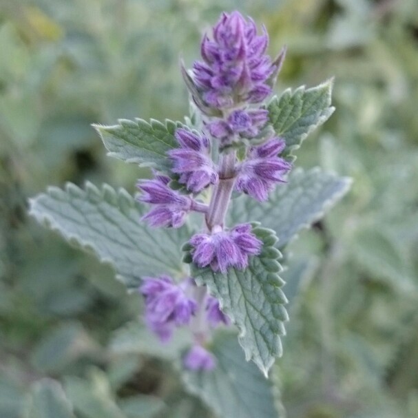 plant image 86531
