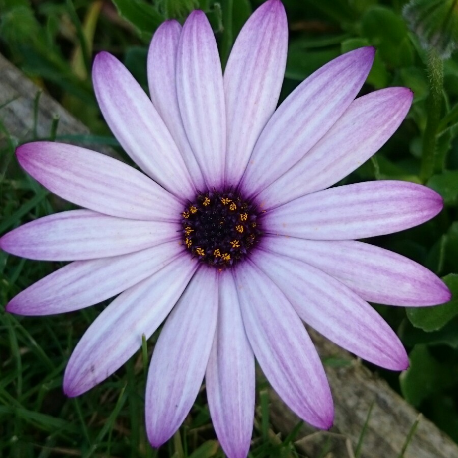 plant image 87148 plant image 87148
