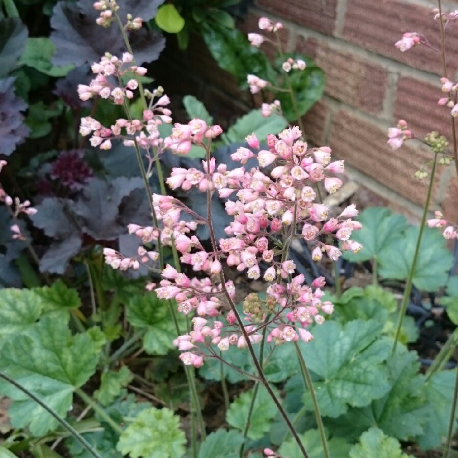 Plant image Heuchera 'Dales Strain'