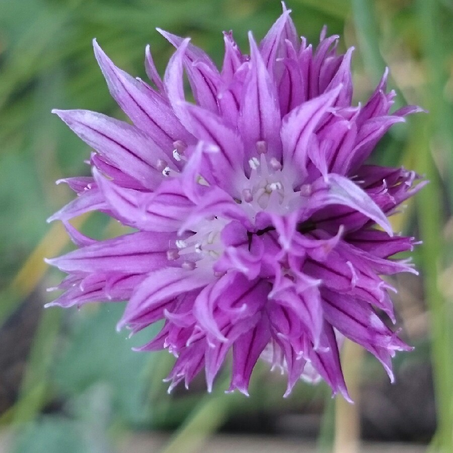 plant image 88493 plant image 88493
