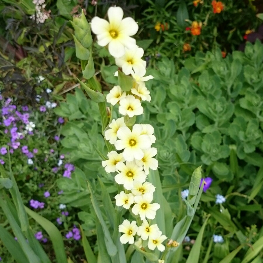 plant image 94788 plant image 94788