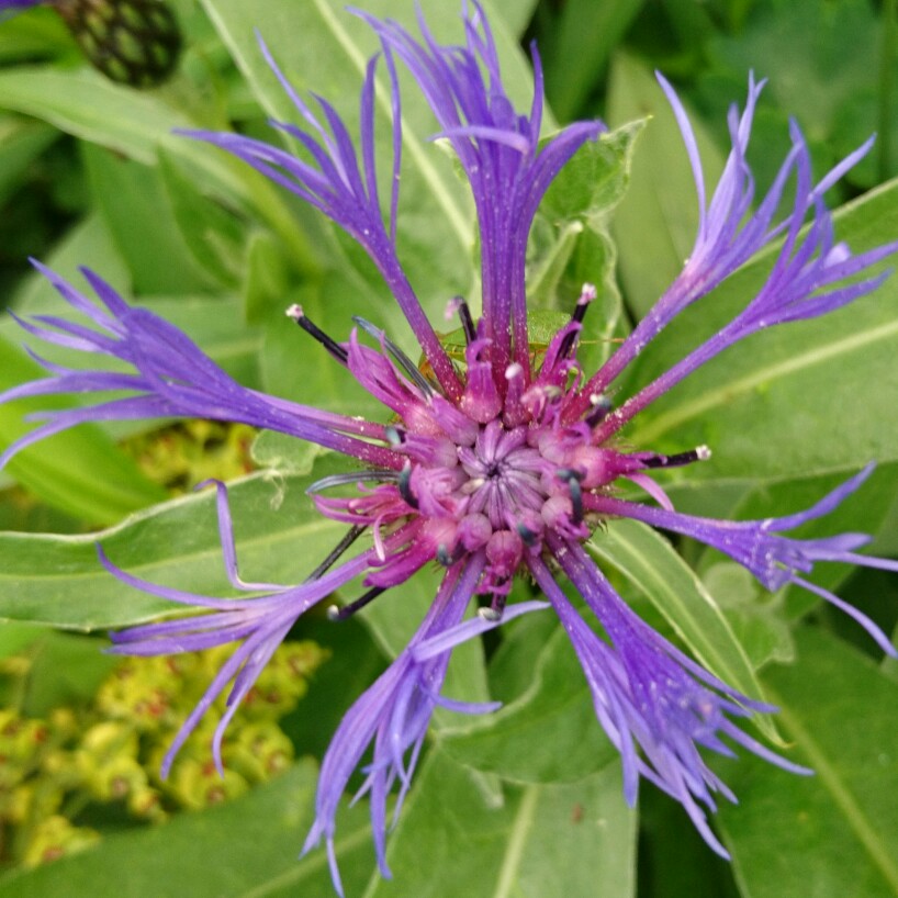 plant image 97128 plant image 97128