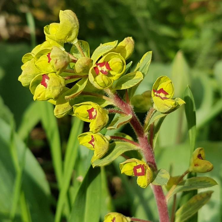 Plant image Euphorbia x martini 'Ascot Rainbow'