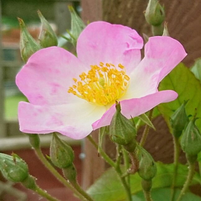 plant image 99153