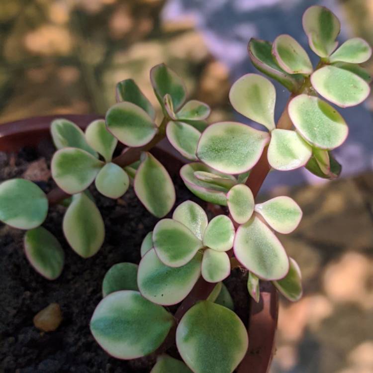 Plant image Portulacaria Afra 'Tricolour'.