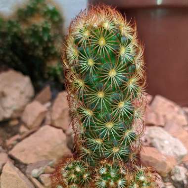 Lady Finger Cactus 'Copper King'