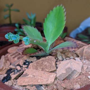 Mother of Thousands