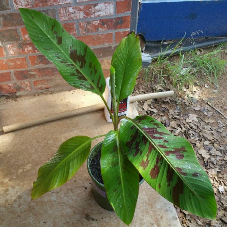 Plant image Musa Tropicana