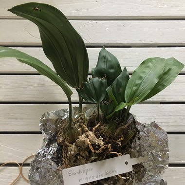 Black Purple Stanhopea