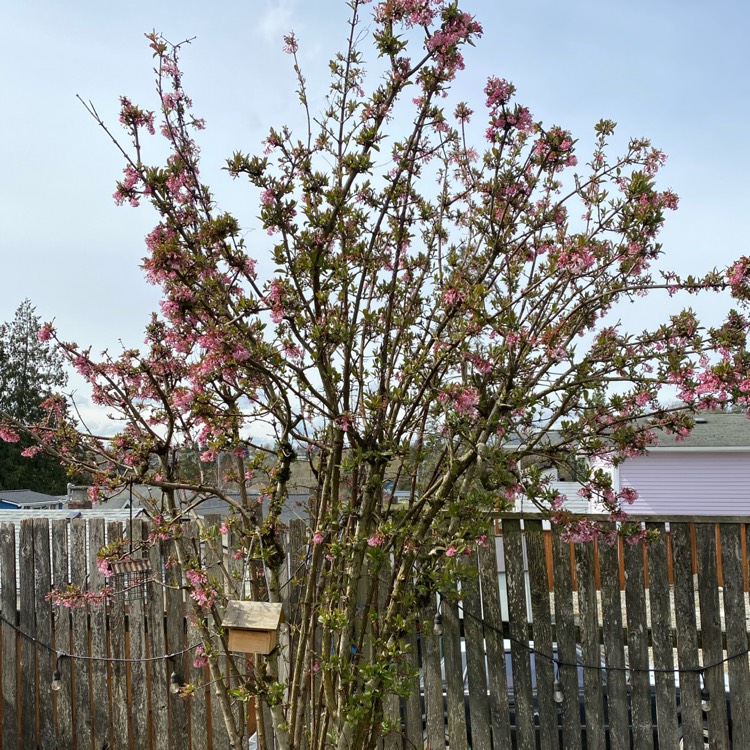 Plant image Viburnum x bodnantense