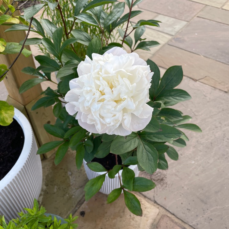 plant image 1494987