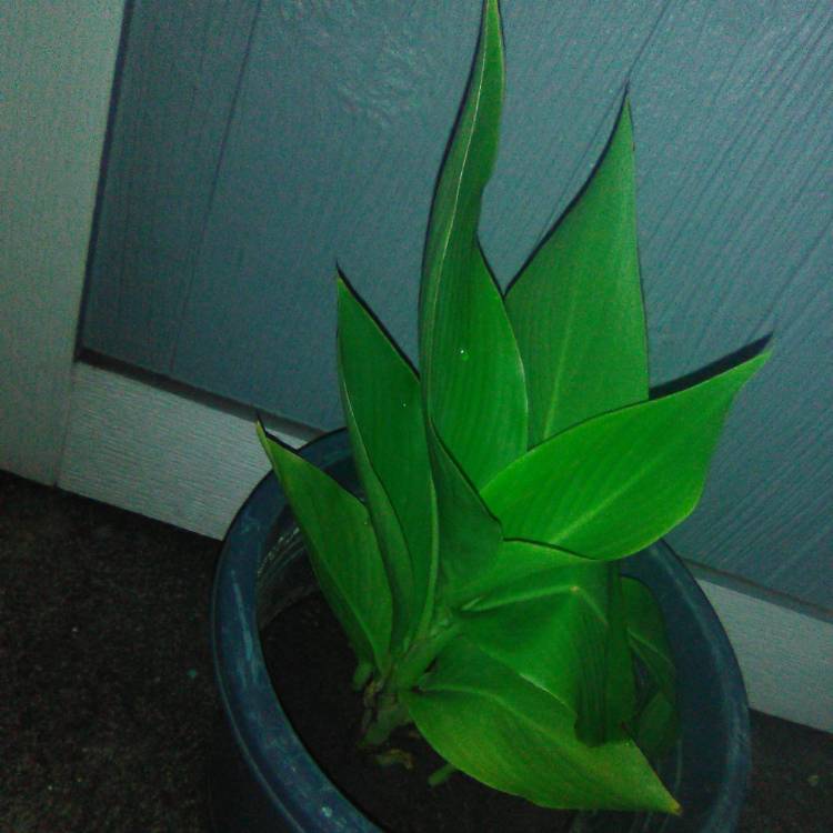 plant image 1109768 plant image 1109768