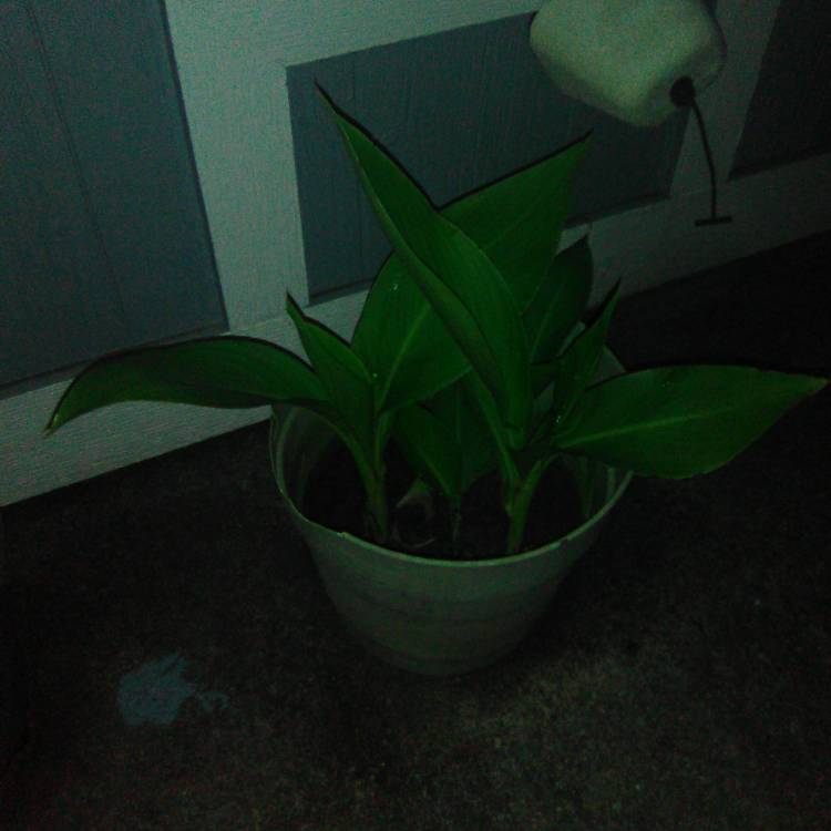 Plant image Canna indica syn. Canna discolor, Canna indica 'Edulis', Canna lanuginosa, Canna limbata, Canna 'Limbata'