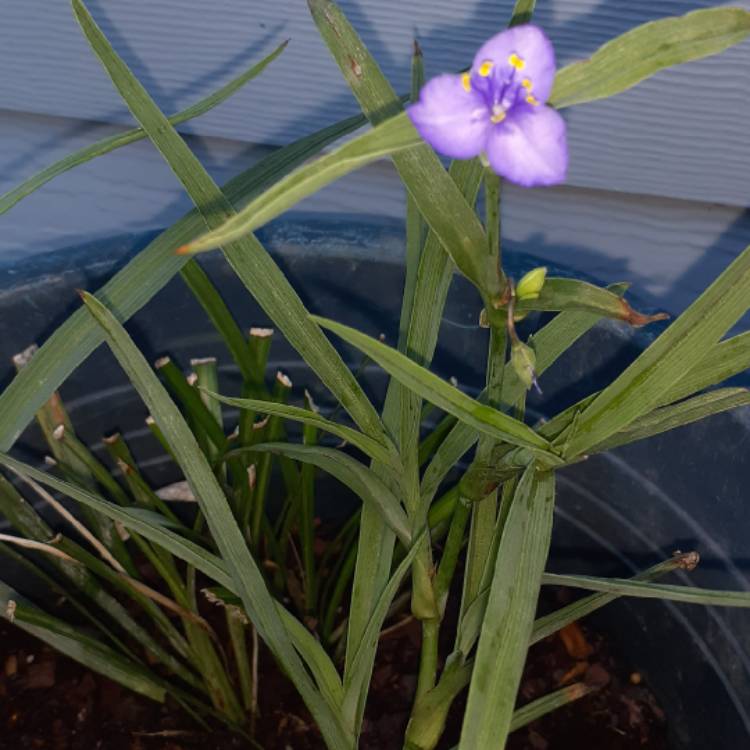 Plant image Tradescantia (Andersoniana Group) 'Purple Dome'