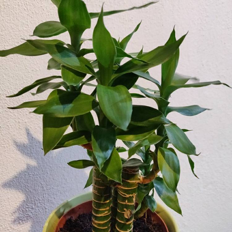 Plant image Dracaena compacta